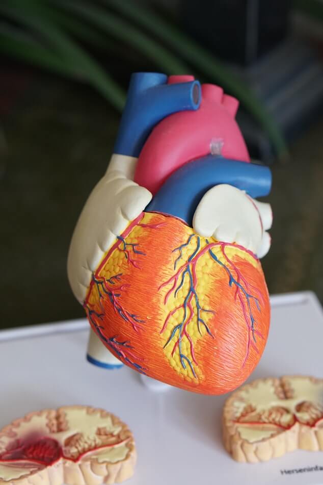  УЗИ сердца (эхокардиография) 
